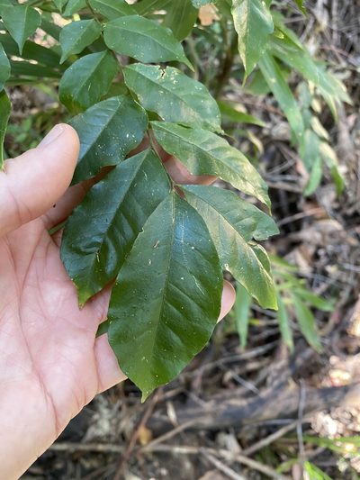 Pararchidendron pruinosum, photographed by Greg Tasney
