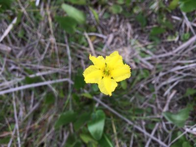 Liparophyllum exaltatum, photographed by Miguel de Salas