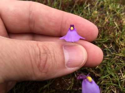 Utricularia oppositiflora, photographed by Miguel de Salas