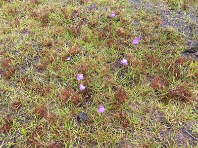 Utricularia oppositiflora, photographed by Miguel de Salas
