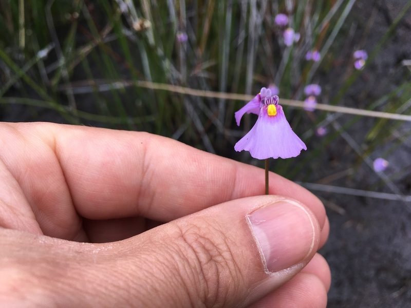 Utricularia oppositiflora, photographed by Miguel de Salas