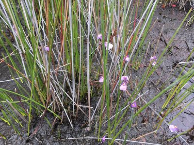 Utricularia oppositiflora, photographed by Miguel de Salas