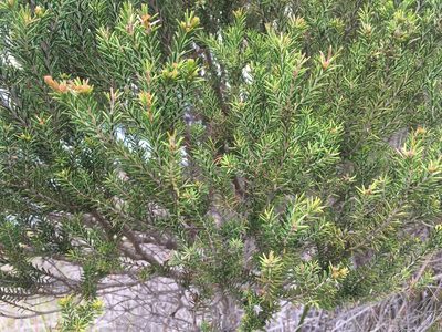 Melaleuca ericifolia, photographed by Miguel de Salas