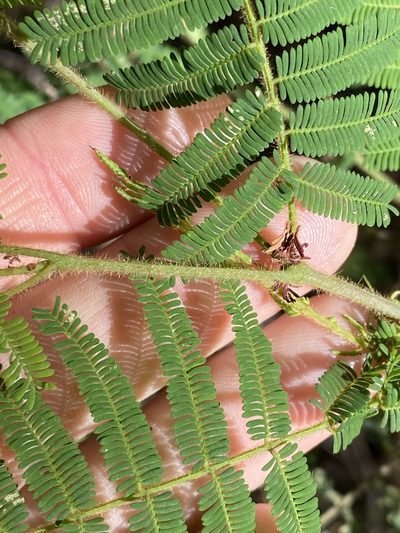 Acacia oshanesii, photographed by Greg Tasney