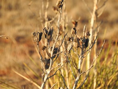 Yucca campestris, photographed by CK2AZ