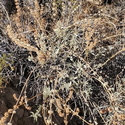 Salvia vaseyi, photographed by Dan Horowitz