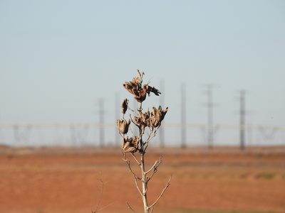Yucca campestris, photographed by CK2AZ