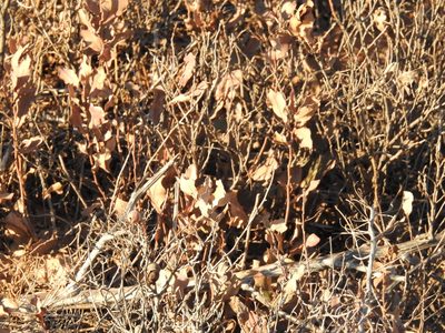 Quercus havardii, photographed by CK2AZ