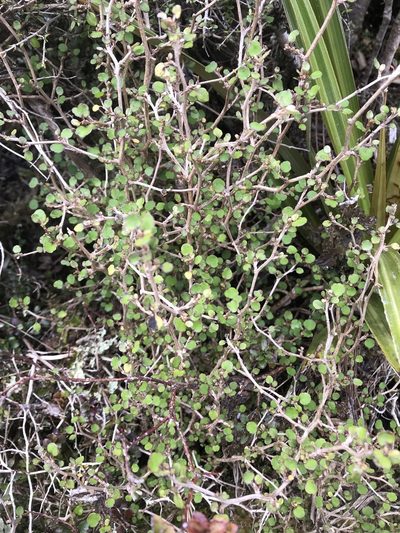 Olearia quinquevulnera, photographed by hjcjim