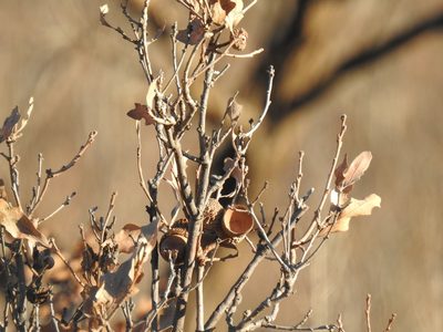 Quercus havardii, photographed by CK2AZ
