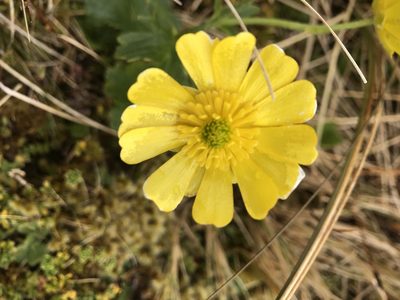 Ranunculus nivicola, photographed by hjcjim