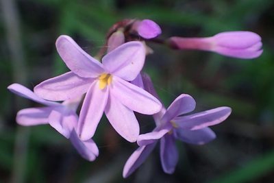 Tulbaghia maritima, photographed by Nicola van Berkel