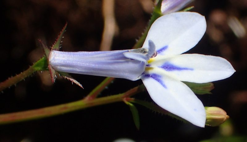 Lobelia cuneifolia, photographed by Nicola van Berkel