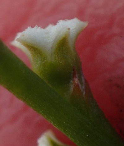 Thesium junceum, photographed by Nicola van Berkel