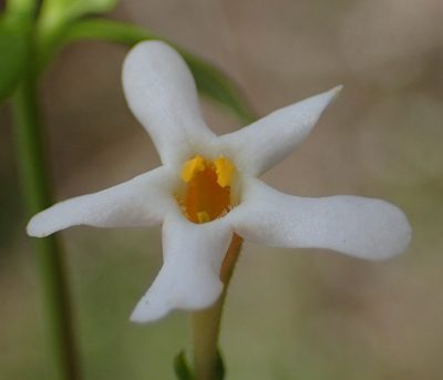 Chaenostoma integrifolium, photographed by Nicola van Berkel