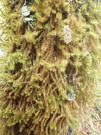 Cyrtopus setosus, photographed by John Steel