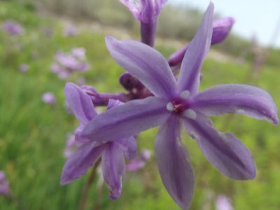 Tulbaghia violacea, photographed by Ludwig Muller