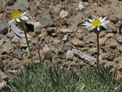Erigeron compactus, photographed by Jim Morefield