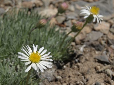 Erigeron compactus, photographed by Jim Morefield