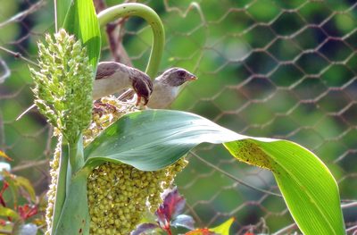 Sorghum bicolor, photographed by i_c_riddell