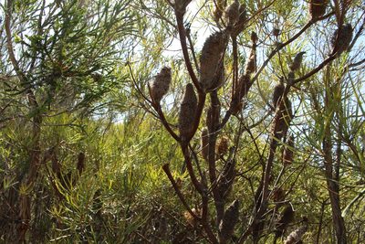 Banksia littoralis, photographed by Em Lamond