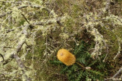 Banksia grandis, photographed by Em Lamond