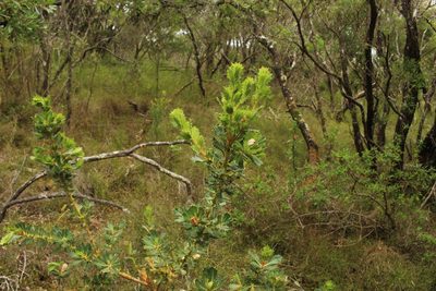 Banksia sessilis, photographed by Em Lamond