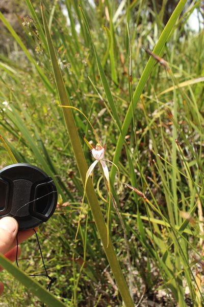 Caladenia serotina, photographed by Em Lamond