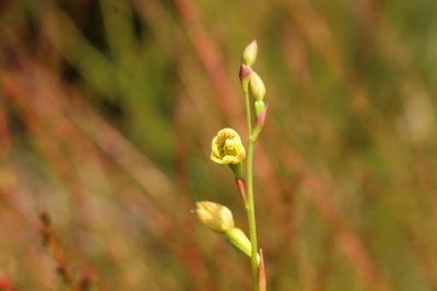 Thelymitra tigrina, photographed by Em Lamond