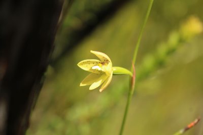 Thelymitra tigrina, photographed by Em Lamond