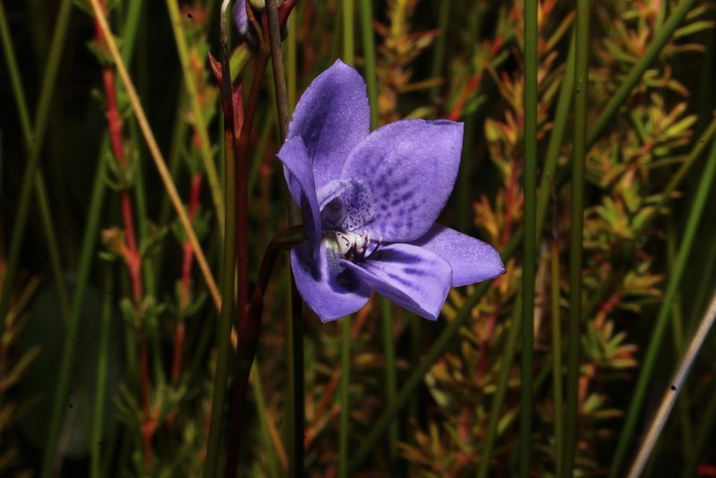 Epiblema grandiflorum, photographed by Em Lamond