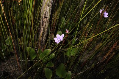 Epiblema grandiflorum, photographed by Em Lamond