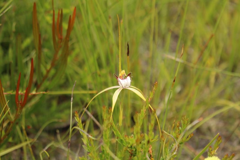 Caladenia serotina, photographed by Em Lamond