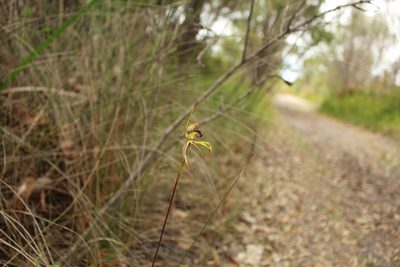 Caladenia corynephora, photographed by Em Lamond