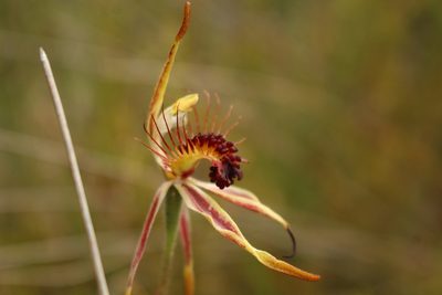 Caladenia corynephora, photographed by Em Lamond