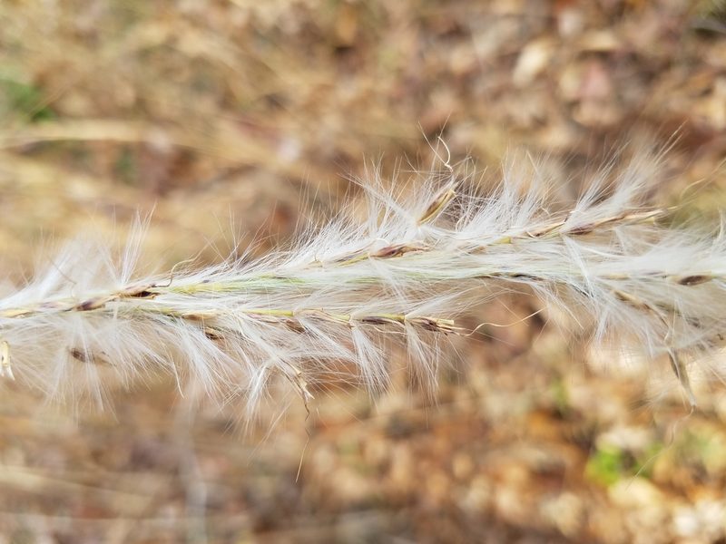 Erianthus alopecuroides, photographed by Leila Dasher