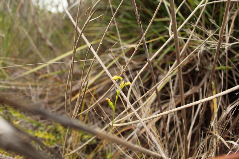 Thelymitra tigrina, photographed by Em Lamond