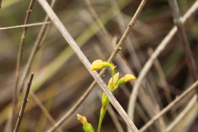 Thelymitra tigrina, photographed by Em Lamond