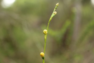 Thelymitra tigrina, photographed by Em Lamond