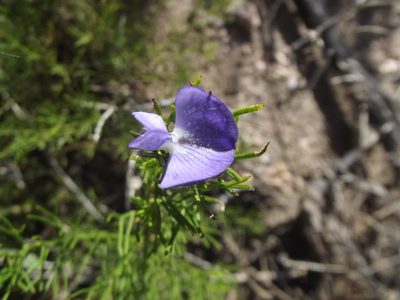 Psoralea speciosa, photographed by Ludwig Muller