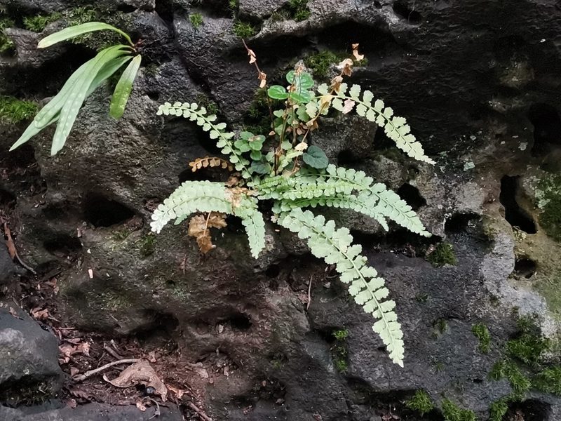Asplenium incisum, photographed by harum.koh