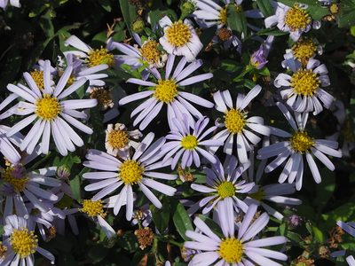 Aster indicus, photographed by 葉子