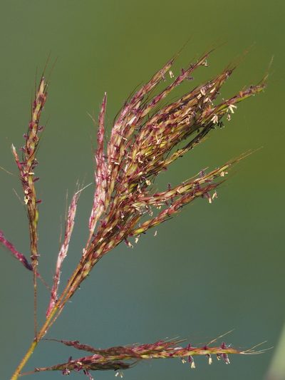 Bothriochloa glabra, photographed by 葉子
