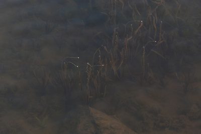 Vallisneria spiralis, photographed by S.MORE