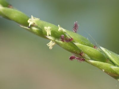 Eriochloa procera, photographed by 葉子