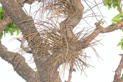 Dendrobium herbaceum, photographed by S.MORE