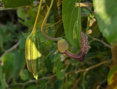 Aristolochia taliscana, photographed by Lyrae