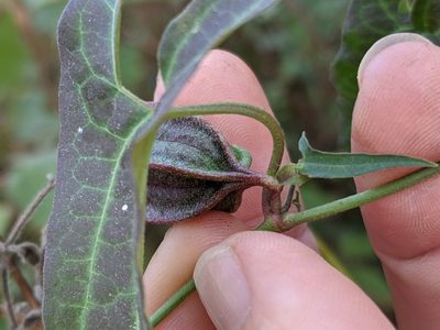 Aristolochia watsonii, photographed by Lyrae