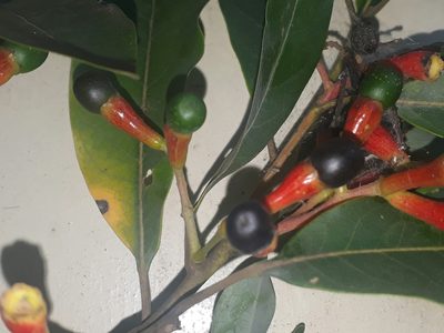 Ocotea puberula, photographed by Fernando Sessegolo
