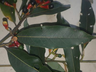 Ocotea puberula, photographed by Fernando Sessegolo